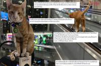 スワンナプーム国際空港でオレンジ色の猫がバズる　SNSで賛否両論