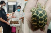 ミャンマーから密輸した9100匹の亀をトラックで運搬していた男を逮捕