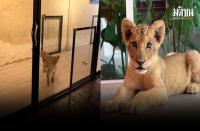 プーケットのライオンカフェ　合法的な飼育を確認　動物福祉も基準を満たす