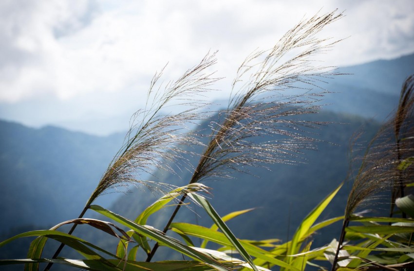 プーチーファー（ภูชี้ฟ้า）